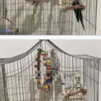 عروس هلندی نروماده|پرنده|کرج, باغستان|دیوار