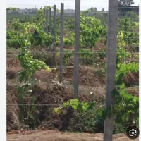 پایه فنس بتنی پایه سیمانی داربست انگور|خدمات باغبانی و درختکاری|لنجان, |دیوار