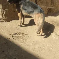 سگ ژرمن نر 13 ماه.معاوضه با طوقی یا کوهی