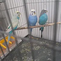 مرغ عشق جفت