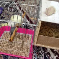 جفت عروس پاریس مولدباجوجه|پرنده|اهواز, منبع اب|دیوار