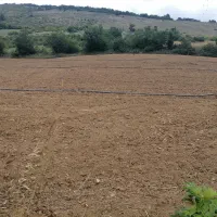 زمین کشاورزی 6000متری|فروش دفتر صنعتی، کشاورزی، تجاری|کیاسر, |دیوار