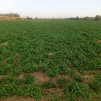 اجاره-زمین