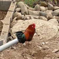 فروش مرغ و خروس