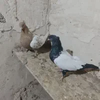 کبوتر|پرنده|تربتحیدریه, طالقانی|دیوار