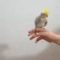 عروس هلندی نر سخنگو اهوی|پرنده|قرچک, مهدیه|دیوار