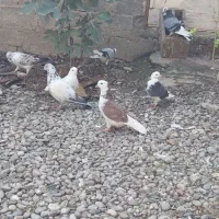 کبوترهای پرشی