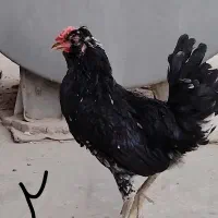 خروس گلین لری جوان|حیوانات مزرعه|خمینی‌شهر, |دیوار