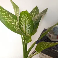 گل طبیعی شاداب