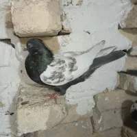 کفتر بهبونی|پرنده|شیراز, برمشور علیا|دیوار