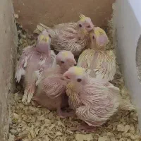 عروس هلندی مولد