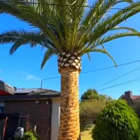 انجام کلیه خدمات کشاورزی مهریز و یزد|خدمات باغبانی و درختکاری|مهریز, |دیوار