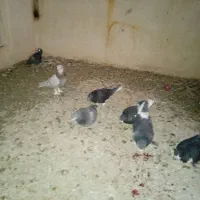 کفتر کبوتر|پرنده|شیراز, ویلاشهر|دیوار