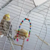 یک جفت عروس هلندی|پرنده|گرمی, |دیوار