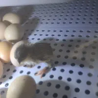 دستگاه جوجه کشی اژاکس 72 تایی