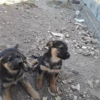 سگ نگهبان واگذاری|سگ|زرندیه, |دیوار