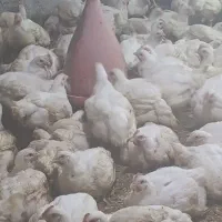 فروش مرغ گوشتی ارگانیک