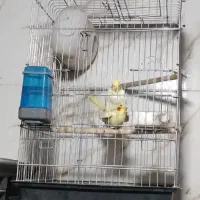 جفت عروس هلندی لوتینو