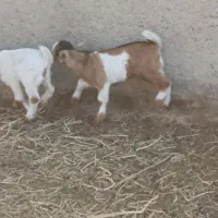 بزشیری|حیوانات مزرعه|چترود, |دیوار