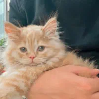 بچه گربه|گربه|میبد, |دیوار