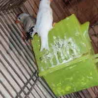 جفت فنچ