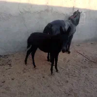 قاطر|حیوانات مزرعه|سبزوار, کوی گلستان|دیوار