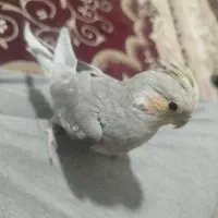 عروس هلندی|پرنده|مشهد, شهید قربانی|دیوار