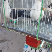جفت نرو ماده چپو و ساده کلاغ دم سیا واکسی.|پرنده|تربت‌حیدریه, رضاشهر|دیوار