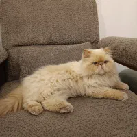 گربه ی پرشین|گربه|لواسان, |دیوار