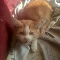 واگذاری بچه گربه|گربه|اصفهان, خانه اصفهان|دیوار