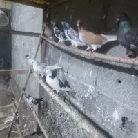 کبوتر پرشی