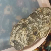 فسیل کم نظیر ونایاب به درد فسیل شناسان میخوره|کلکسیون اشیاء عتیقه|لواسان, |دیوار