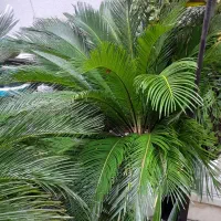 گلهای زیبای خانگی و باغی سرزنده و شاداب