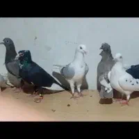 کبوتر|پرنده|بم, |دیوار