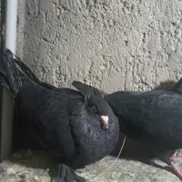 کفتر