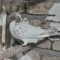 کفتر فروشی|پرنده|چهاردانگه (تهران), |دیوار