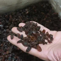 کشمش آفتابی آبگیری