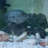 فلاور باکس نر مست فروش یا معاوضه