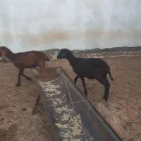 بره نر و ماده|حیوانات مزرعه|گرگان, |دیوار