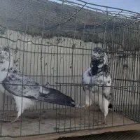 کبوتر|پرنده|اردکان, |دیوار