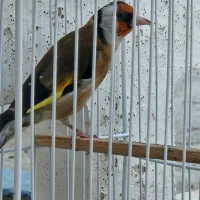 سهره چهارگل دهن لر