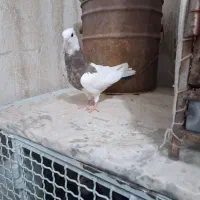 کفتر جوجه پلاکی و جوجه طوقی|پرنده|شیراز, شیخ علی چوپان|دیوار