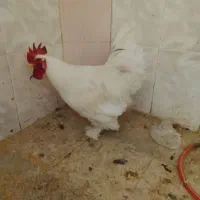 خروس برهما|حیوانات مزرعه|قم, ولیعصر|دیوار