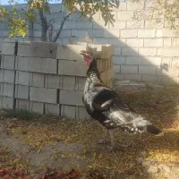 بوغلمون|حیوانات مزرعه|گنبد کاووس, |دیوار