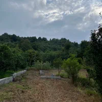 ۲۹۲متردیدکامل جنگل سندومسکونی جاده دوهزار گرماپشته|فروش زمین و ملک کلنگی|تنکابن, |دیوار