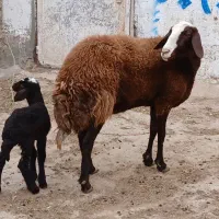 شاه میش شیردار جوان