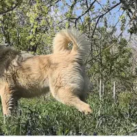 تیپلی نوه کپک عمو صفر