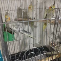 عروس لوتینو والبینو|پرنده|اسلامآباد غرب, |دیوار