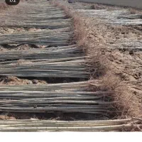 فروش صنوبر یارانه ای 20تومن سه متری در نهالستان|خدمات باغبانی و درختکاری|شهر بابک, |دیوار