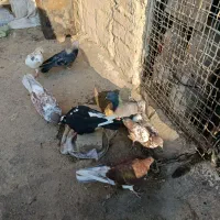 کفتر|پرنده|محمدشهر, سیدآباد|دیوار